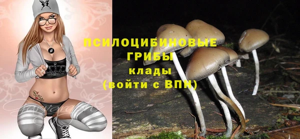 прущие грибы Магадан
